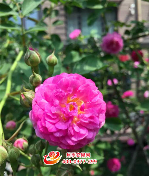 那片海 家的月季又一次驚艷時(shí)光(圖3)